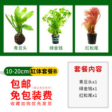 鱼缸水草懒人植物活莫斯水榕增氧阴性入门级造景真蜈蚣草沉木套餐 10-20cm套餐B(青旦头1+绿1+红松尾1