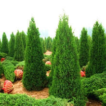 沭之美塔柏树苗 蜀桧苗 圆柏桧柏侩柏小苗快柏 松柏树苗 扫墓祭祀墓地松树苗 柏树苗四季长青工程园林绿 1.6米高 苗
