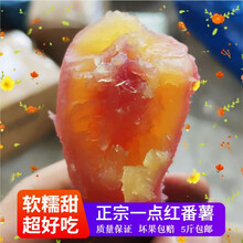 玫栀 红薯新鲜现挖从化一点红番薯南沙紫心冰淇淋花心地瓜紫薯冰激凌 从化大叶红蜜薯小果【软糯甜】 10斤