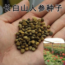 芗苒   新鲜活人参苗人参种子 野山人参种子苗 盆栽地栽庭院西洋人参种苗人参苗带芽孢发货 人参种子100粒+肥料一包