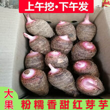 广西荔浦红芽香芋新鲜芋头现挖现发毛芋艿魔芋蔬菜山芋5斤 5斤(中果)