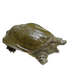 现杀外塘甲鱼源生态活体王八真空包装鲜活杀好食用开袋即煮 2.5斤现杀真空包装