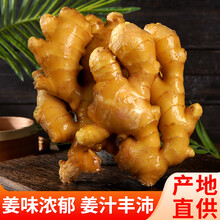 绿鲜人家 山东大姜生姜黄姜 水洗保鲜姜 新鲜蔬菜 精选装 5斤