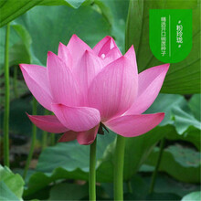 纳格兰 水莲花种子四季碗莲水培种子水养睡莲水生荷花莲花盆栽花卉观花植物室内花 玲珑/已开口28粒+盆+营养液+河泥