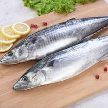 马鲛鱼深海鲅鱼鲜活海捕冷冻水产海鲜燕尾鲅鱼大号鲅鱼 马鲛鱼大号1斤【1斤以上/条】尝鲜款