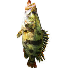 匠心说 淡水桂鱼正宗鳜鱼鳌花鱼桂花鱼淡水鱼新鲜活鱼下单现杀 两条装 一斤左右一条