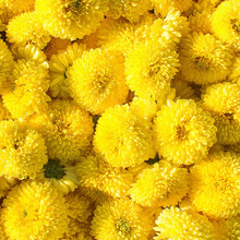 婺源皇菊 250g*袋 多规格 徽州皇菊 500g 黄菊花茶 黄菊花茶 一朵一杯 菊花茶 大朵徽州皇菊250克