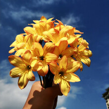 左家花园 风雨兰种球胖丽丽夏秋季开花球重瓣四季庭院阳台盆栽花卉新手可种易养护 国王的赎金5球 其他