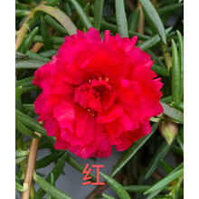 新品19色宿根重瓣太阳花苗混色多季开花耐热易养盆栽植物 红色  带跟1棵 不含盆