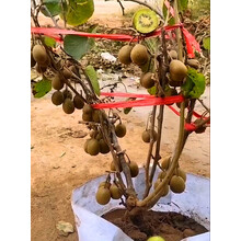 楠花绿坊红心软枣猕猴桃树果苗南北方种植嫁接奇异果苗爬藤果树苗当年结果 推荐：6年苗【2棵装：1雌1雄】当年结果 50cm(含)-60cm(不含)