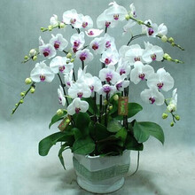 地艺 蝴蝶兰花苗盆栽室内观花植物阳台花苗带盆栽好君子兰花盆栽 四季开花绿植花卉 粉笔蝴蝶兰+透明原盆+原土