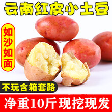 大地果缘【农家自种】 云南红皮小土豆黄心洋芋净重10斤当季新鲜蔬菜马铃薯粉面香甜 1500g