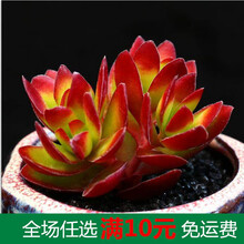 新款 多肉植物组合盆栽 肉肉大株绿植花卉室内含盆带土 红色 天狗之舞 1-2CM
