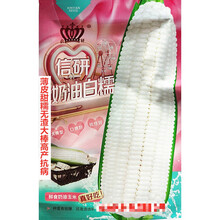 信研彩糯蜜彩甜糯玉米种子色泽靓丽甜糯可口高产抗病农家春秋播种 信研奶油白糯原装40克x20袋