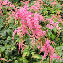 【左家花园】现货 落新妇种球 裸根苗 多年生球根花苗种子阳台花卉耐阴盆栽植 斯坦森 3-5个芽头  其他