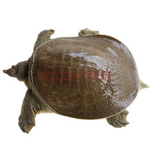 甲鱼活鲜活食用外塘青黄生态放养中华鱼团鱼活物 3斤