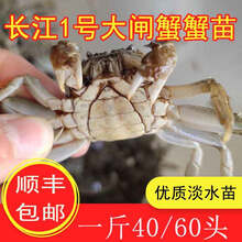 淡水养殖大闸蟹苗 鲜活小螃蟹毛蟹苗长蟹苗河蟹苗一斤五斤十斤 5斤装大号苗【30-50只/斤】