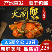 【活蟹】现货九龙口大闸蟹鲜活美味特大生态红膏全规格螃蟹春节过年送礼10只礼盒装 优享款 满膏：全公3.5 10只