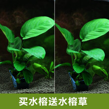 鱼缸真水草水族箱造景装饰植物中后背景草皇冠绿菊水榕蜈蚣草 水榕水草送(水榕水草)