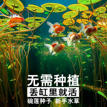 碗莲鱼缸水草懒人新手造景四季莲荷睡莲水草种子装饰草缸植物活体YJ 碗莲种子50粒（已开口）