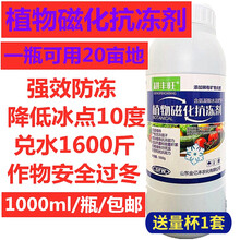 植物防冻液防冻剂果树冬季防寒抗冻蔬菜苗木大树抗低温植物抗冻剂 高纯度500ml（送量杯1套）