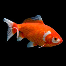 易萌 日本冷水鱼观赏鱼和金锦鲤耐活淡水招财鱼小金鱼活体宠物鱼 日本和金6-8cm 3条