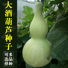 黎昕  手捻葫芦种子文玩葫芦种子盆栽庭院春季夏季观赏大小葫芦 长柄葫芦10粒(种植说明)