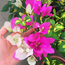 【顺丰发货】三角梅盆栽树苗重瓣爬藤老桩庭院攀援植物花苗多色阳台花卉绿植盆栽盆景 金心双色 5年苗不带花【枝干粗1-2cm】60天开花