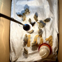 小鸡保温箱自动控温鹦鹉宠物保温灯加热灯保暖灯育雏鹌鹑育雏箱 鹌鹑专用饲料盒