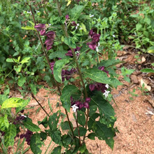 鬼灯笼草500克现采新鲜白花鬼点火苦灯笼 材 凉茶 新鲜全株500克