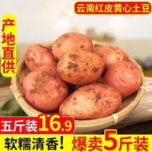 【云南红皮土豆】粉糯黄心小土豆 5/9斤农家自种新鲜蔬菜非富硒马铃薯洋芋 云南红皮土豆5斤