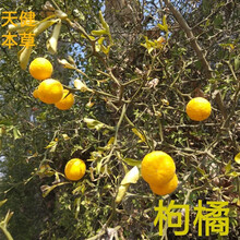 枸橘中药材枳壳沉蛋臭橘铁篱笆臭枳子土枳实绿衣枳壳新鲜干货 1000克干货