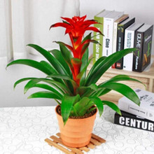 秋芊卉 大红星 鸿运当头盆栽凤梨花 开业新房必备 办公室客厅卧室内绿植盆栽花卉 常青观花植物 6年苗红星45-55cm（带花发货）含树脂花盆载好