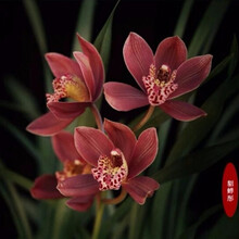 浓香型兰花苗大花蕙兰墨兰建兰花卉盆栽绿植室内植物盆景兰花盆栽 新品貂蝉彤 6苗【当年开花】+肥料