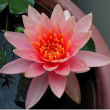 纳格兰 办公室内盆景大睡莲根块水培植物水生花卉大根块睡莲花藕莲 德顿 不含盆