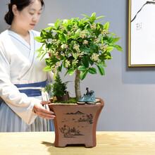 自然空间 ZRKONJN 四季桂花树盆栽植物中式盆景庭院阳台室内好养浓香型常青绿植花卉 书亭老桩桂花+李白对月