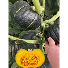 金枝恋  日本贝贝南瓜种子苗板栗味迷你绿贝贝小南瓜种孑春秋蔬菜南瓜种籽 绿贝贝南瓜苗24棵