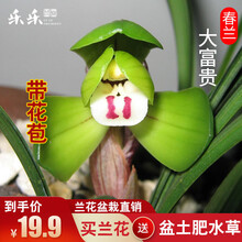 乐乐兰业 黄金彩虹 多花苞出售建兰四季世界上超香兰花苗兰草绿植盆栽花卉 春兰大富贵3苗不带花加盆土肥 裸根不带土