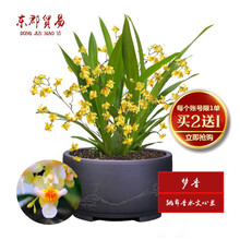 东郡贸易国兰 跳舞香水文心兰 梦香 冬带浓香味花苞 精品文心兰花苗室内好养鲜花卉盆栽办公室绿植物盆景 大盆开黄色花4-6苗，原培养基发货