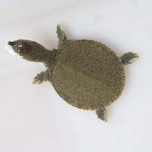 甲鱼苗中华鳖苗小甲鱼活体王八团鱼苗家养外塘养殖甲鱼饲料 20只苗加饲料(公母对半分)