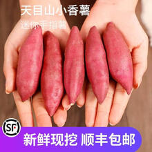 梓乐果 新鲜红薯正宗临安天目山小香薯迷你板栗地瓜山芋5斤手指番薯10 5斤 中果