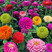 百日草花种子四季易种室外庭院阳台景观花海百日菊花种籽开花不断野花组合种子四季开花种子户外好客花乡 混色百日草一斤 默认1