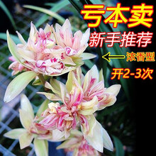 乐乐兰业 富山奇蝶 夏带花苞出售建兰四季兰花苗室内花卉盆栽 富山奇蝶6苗连体裸根带4花 裸根不带土