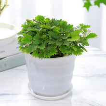 花喜鹊 盆栽花卉新奇花草 含羞草盆栽 含羞草苗子 一碰就害羞 含羞草小盆栽趣味植物 含羞草【白色螺纹盆】1盆