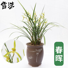 雪沫径里 春晖春兰兰花室内办公室浓香兰花苗花卉绿植物盆栽春丽 春晖5苗(关注送肥 不含盆