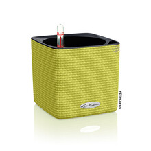 德国进口Lechuza自吸水灌溉桌面懒人储水多肉创意仿藤塑料花盆 cube color 芥末绿色 小号