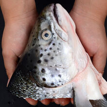 三文鱼头鱼头超大冰鲜海鲜水产鲜活烧烤炖汤食材鱼头 8只实惠装 单只400-500克