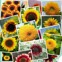 百日草花种子四季易种室外庭院阳台景观花海百日菊花种籽开花不断野花组合种子四季开花种子户外好客花乡 观赏向日葵种子一斤 默认1