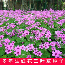 长期开花 红花三叶草 三叶酢浆草 幸运草 红花炸酱草 红三叶种子 好客花乡 红三叶净籽种子(一斤)
