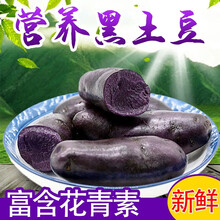 紫土豆新鲜蔬菜黑土豆3斤乌洋芋现挖马铃薯大小紫土豆种球 1500g